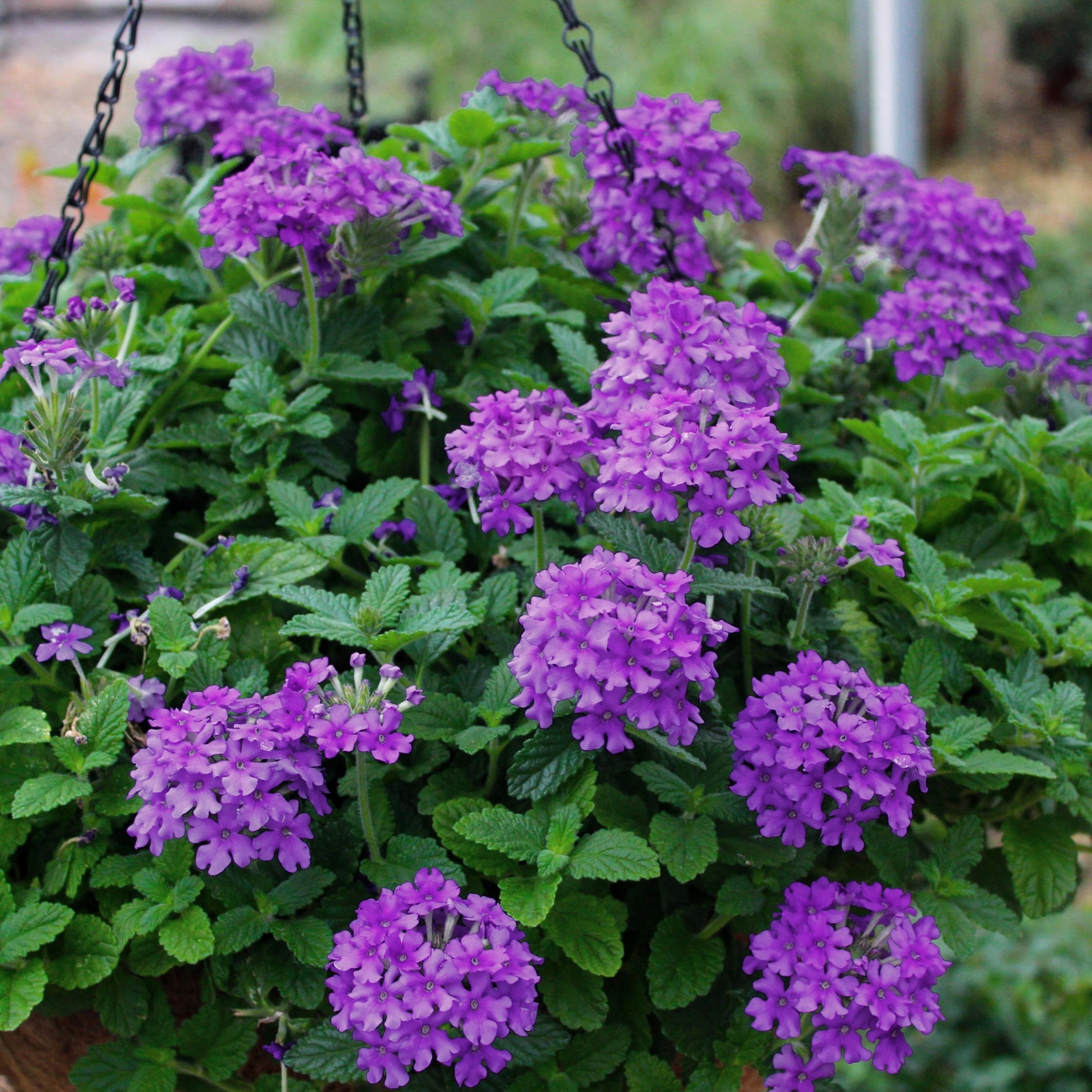Live Perennial 4" Verbena EnduraScape Dark Purple (3-Pack) with Full Sunlight