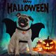 thumbnail image 2 of Murciélago Para Mascotas Ajustable Halloween Mascota Perro Murciélago Alas Accesorios De Halloween Para Fiesta De Cumpleaños De Disfraces Cateissary HA043686-06, 2 of 6