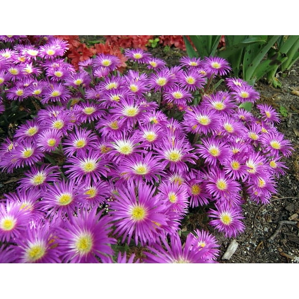 Starburst Ice Plant Sun Perennial Delosperma 3.25