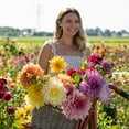 thumbnail image 6 of Garden State Bulb Multicolor Dinnerplate Dahlia Mixed Flower Bulbs, Spring Planting (Bag of 4), 6 of 8