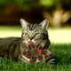 thumbnail image 4 of Rojo y Verde Patrón Gato Girasol Mascota Collar Gato Desprendido con y Corbata, 4 of 4
