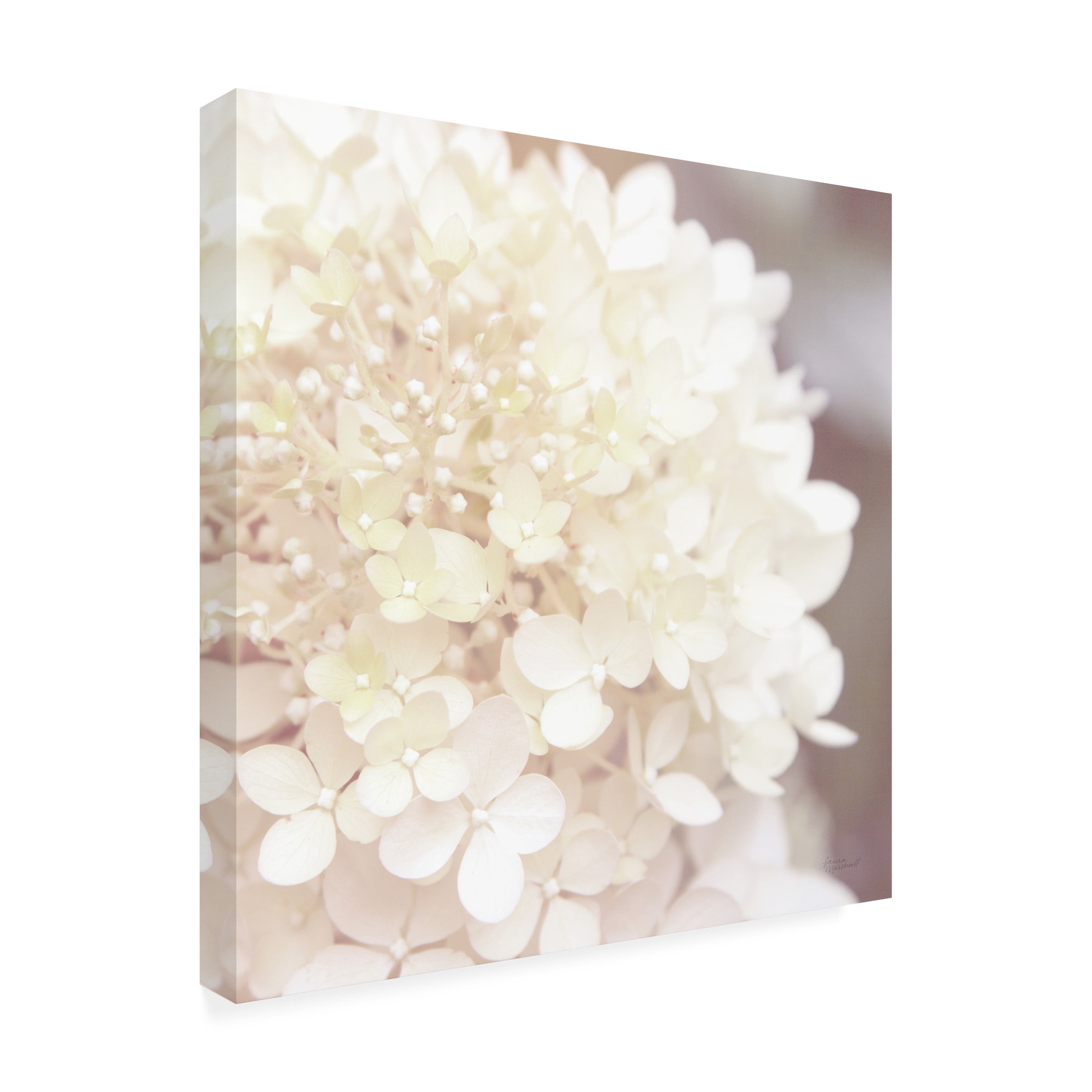 Laura Marshall 'Hydrangea Dream I' Canvas Art