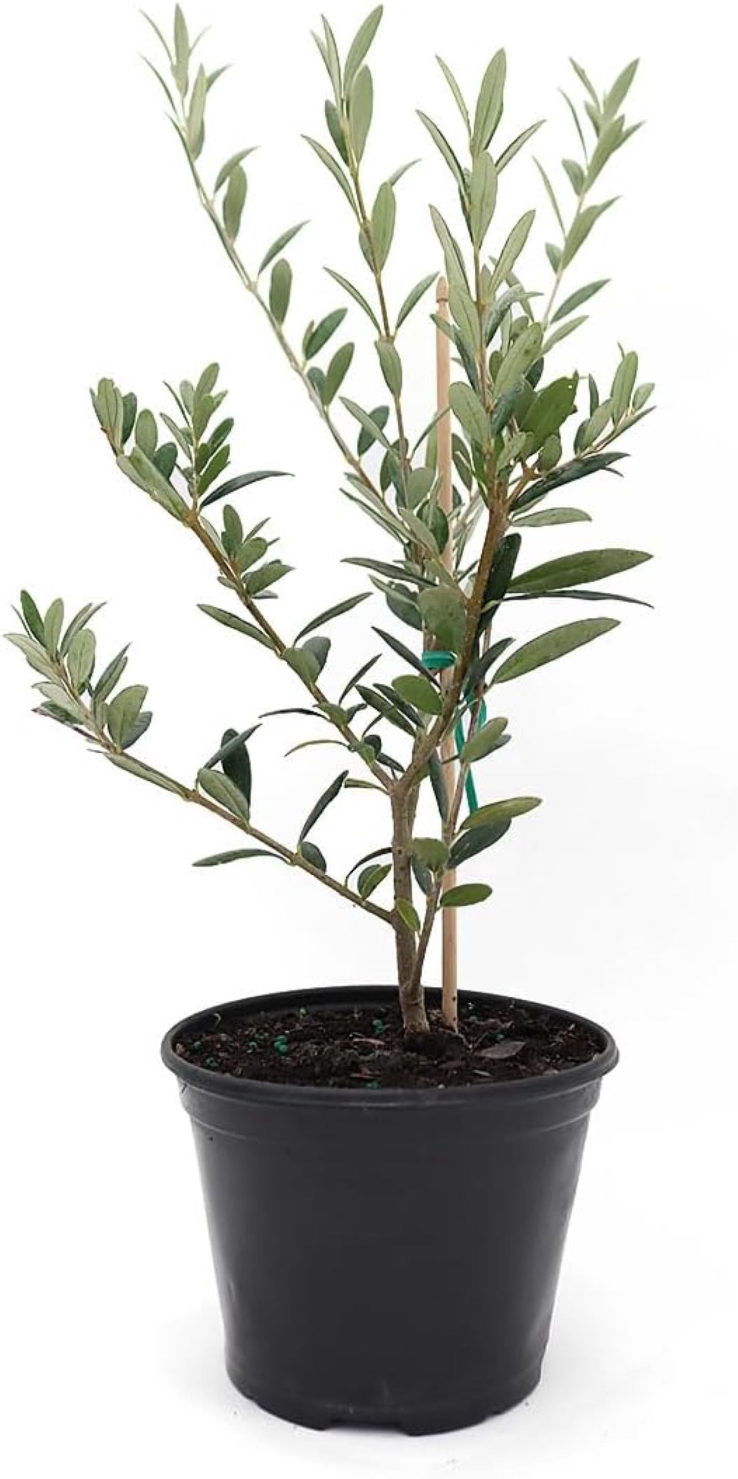 Stromanthe Triostar Plant - 6-Inch Live Houseplant With Variegated Pink & Green Leaves