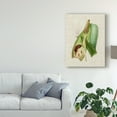thumbnail image 3 of Trademark Fine Art 'Elegant Tropicals I' Canvas Art by Vision Studio, 3 of 4