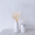 thumbnail image 4 of Jinsinto Rabbit Tail White Plants - Large Size - Dried Natural White, 4 of 4