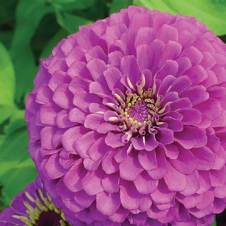Ferry-Morse 37.5MG Zinnia Giant Double Flowered Lavender Gem