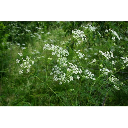 Russian Landscape - LAMINATED POSTER Meadows Summer Russia Field Nature Landscape Poster Print 24x16 Adhesive Decal