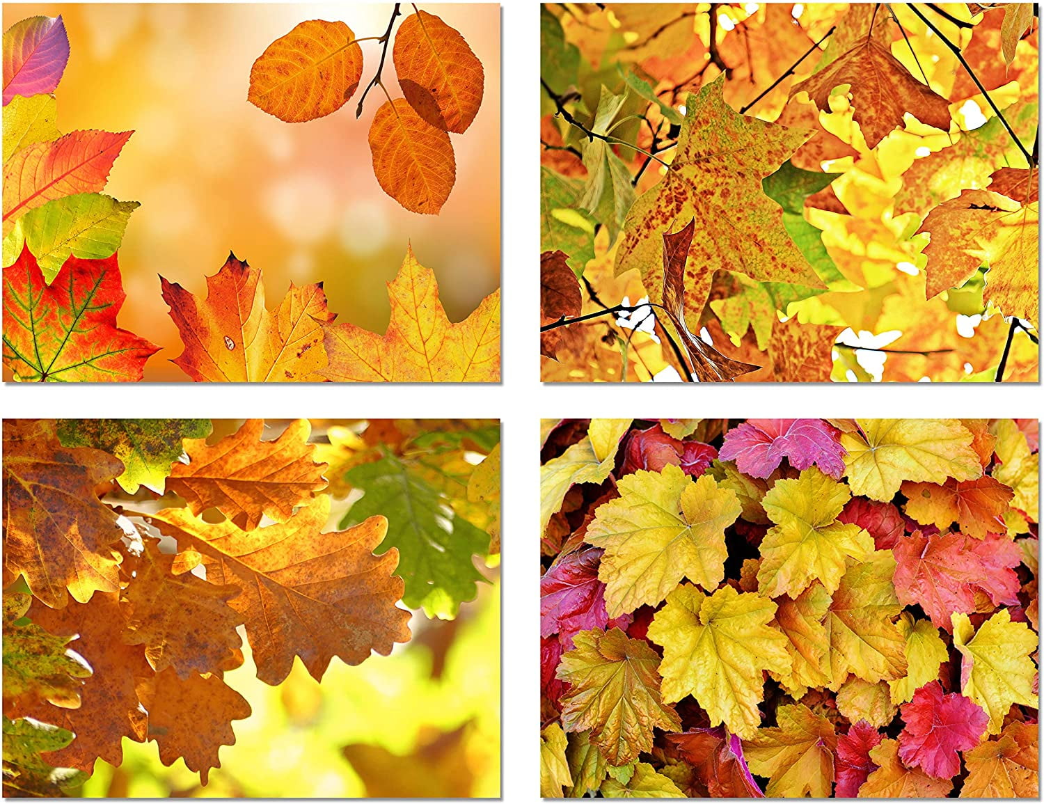 Red Orange Fall Colored Maple Leaves Nature Photography on Blank Note Card Perfect All Occasion Card or For Framing