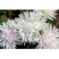 thumbnail image 2 of 30 WHITE NEEDLE ASTER Callistephus Chinensis Unicom Flower Seeds, 2 of 3