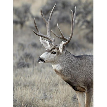 Mule Deer (Odocoileus Hemionus) Buck, Heron Lake State Park, New Mexico, USA Print Wall Art By James