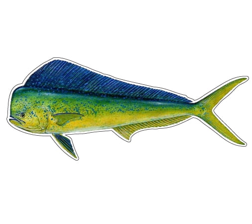 Mahi mahi dolphin fish Clearance
