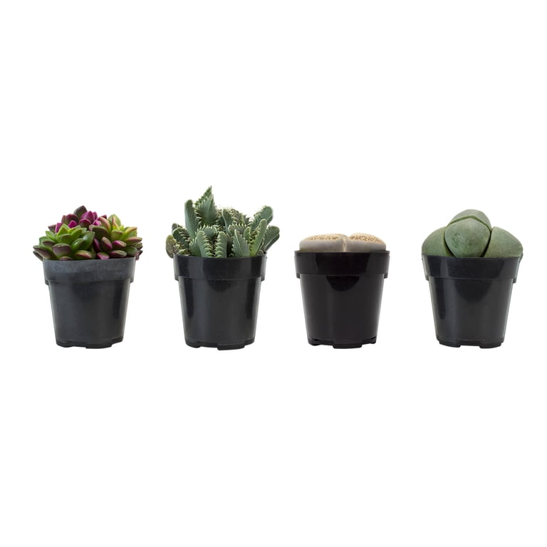 planting portulaca seeds Moss Rose Double Mix Portulaca Seeds | Sow True Seed