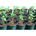 thumbnail image 2 of Earthcare Seeds - Amaranth Burgundy 200 Seeds (Amaranthus Cruentus) Heirloom - Open Pollinated, 2 of 5