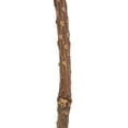 thumbnail image 6 of Vickerman 12" Natural Banksia Flower. Includes 25 Stems per Pack. Dried, 6 of 6