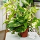 thumbnail image 2 of 90 piezas de clips adhesivos para plantas trepadoras de pared, clips para fijación de pared, clips para fijación de plantas, 2 of 7