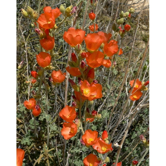 20 Apricot DESERT GLOBEMALLOW Mallow Sphaeralcea Ambigua Flower Seeds