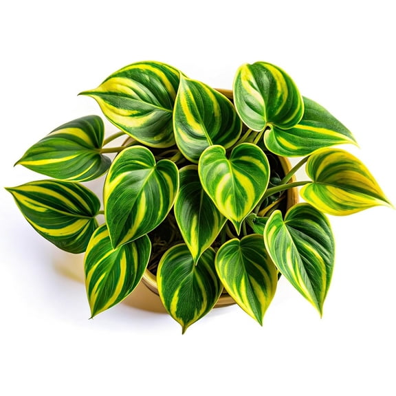 Lemon Jade Brasil Philodendron – Live Plant in 2 Inch Pot - Striking Variegated Foliage with Bold Yellow-Green Centers