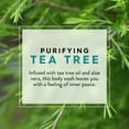thumbnail image 4 of JASON Purifying Body Wash, Tea Tree, 30 fl oz, 4 of 7