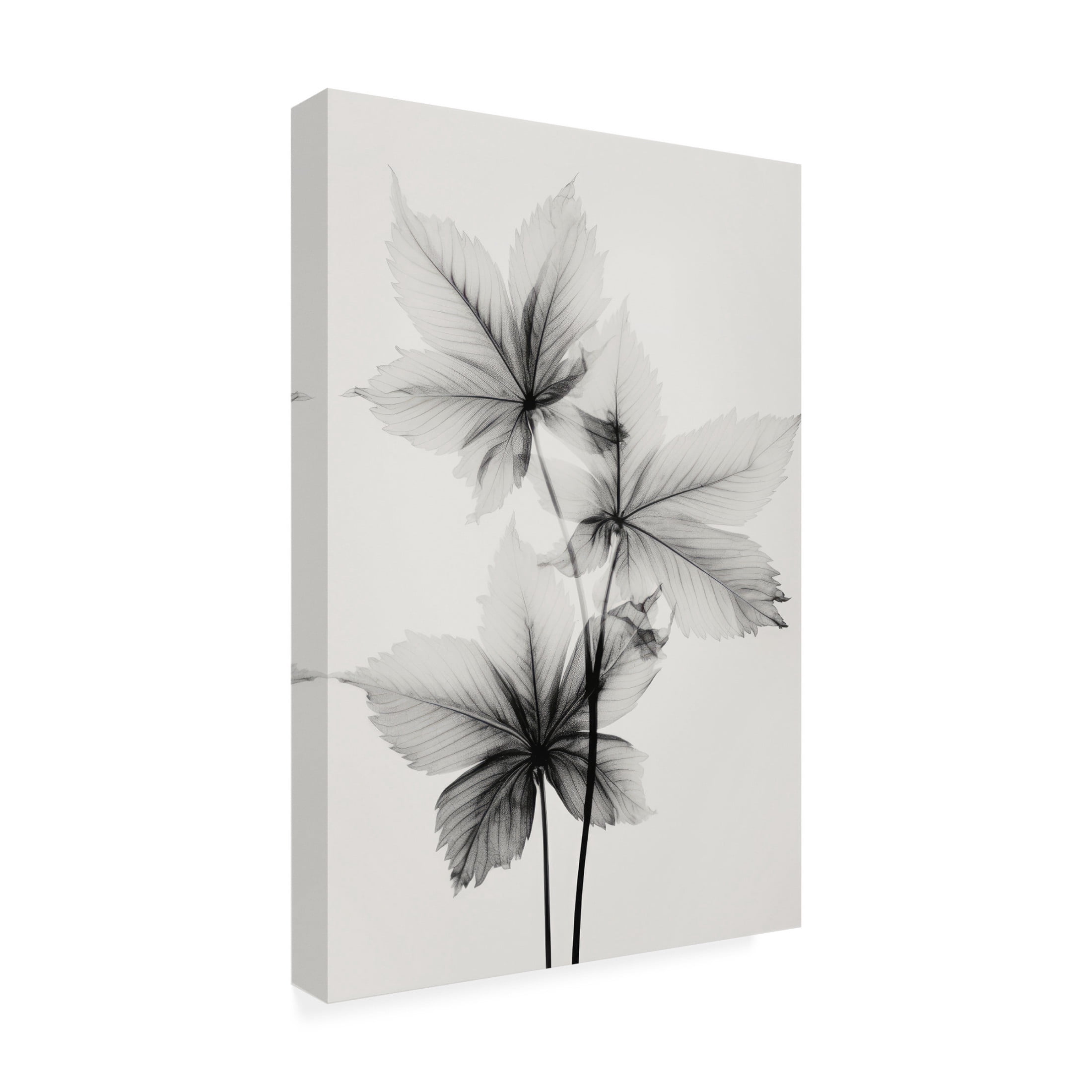 Trademark Fine Art Treechild   Transparent Botanic No 5 Canvas Wall Art