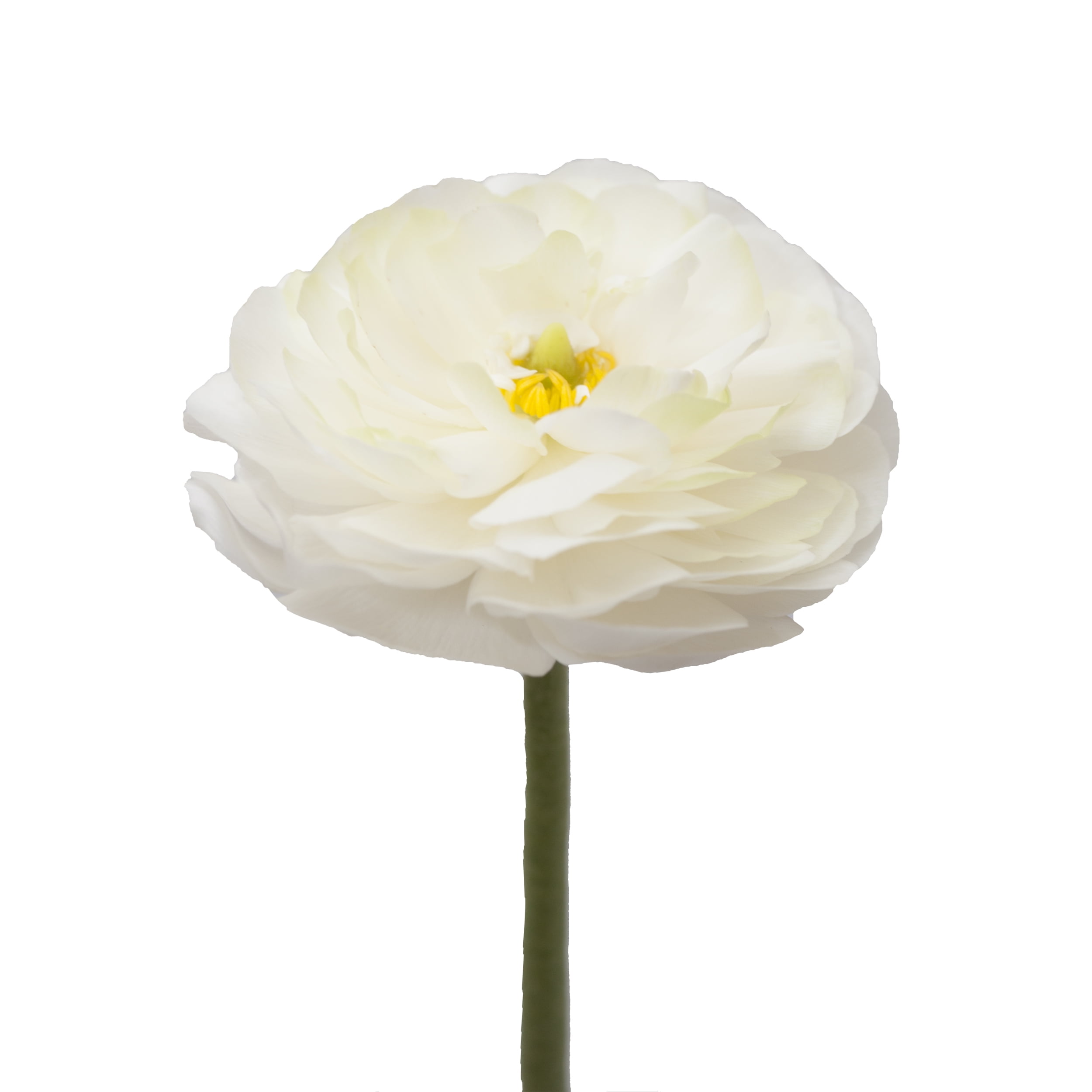 White Ranunculus 3040 cm Fresh Cut Flowers 140 Stems