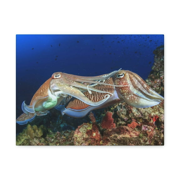 Cuttlefish Couple Mating Print Animal Wall Art Wildlife Canvas Prints Wall Art Ready to Hang Unframed