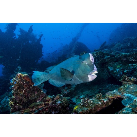 Bumphead parrotfish swimming over the Liberty Wreck in Bali, Indonesia. Poster Print by Mathieu Meur/Stocktrek Images (34 x 22)