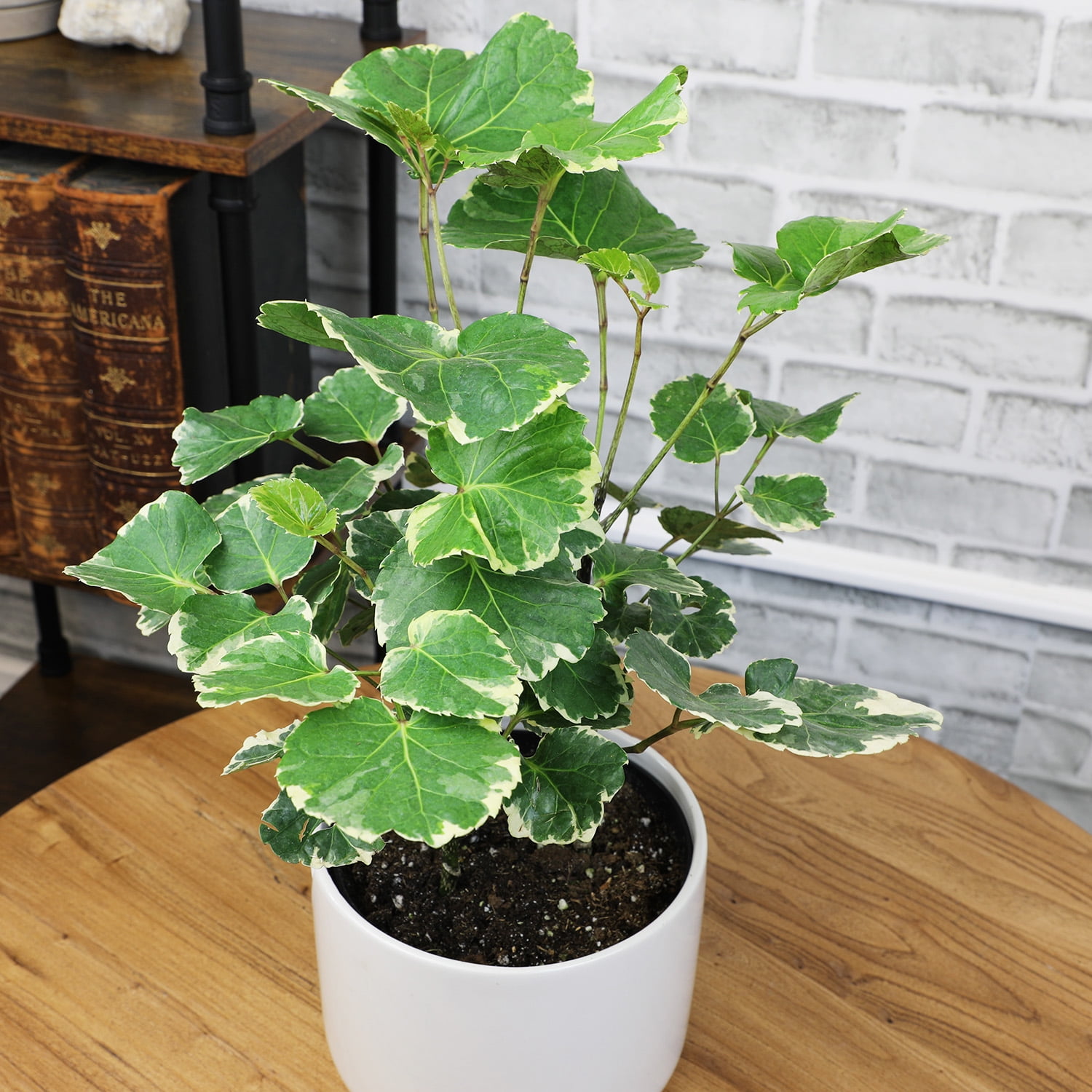 Variegated Dinner Plate, Aralia | 6in Pot | Easy Houseplant, Partial Sun | Element by Altman Plants