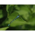 thumbnail image 2 of Bonin, Suzanne 24x19 Gold Ornate Wood Framed with Double Matting Museum Art Print Titled - Blue Damselfly, 2 of 4