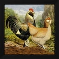 thumbnail image 2 of Lewis Wright 20x20 Black Modern Wood Framed Wall Art Titled - Chickens: Salmon Faverolles, 2 of 6