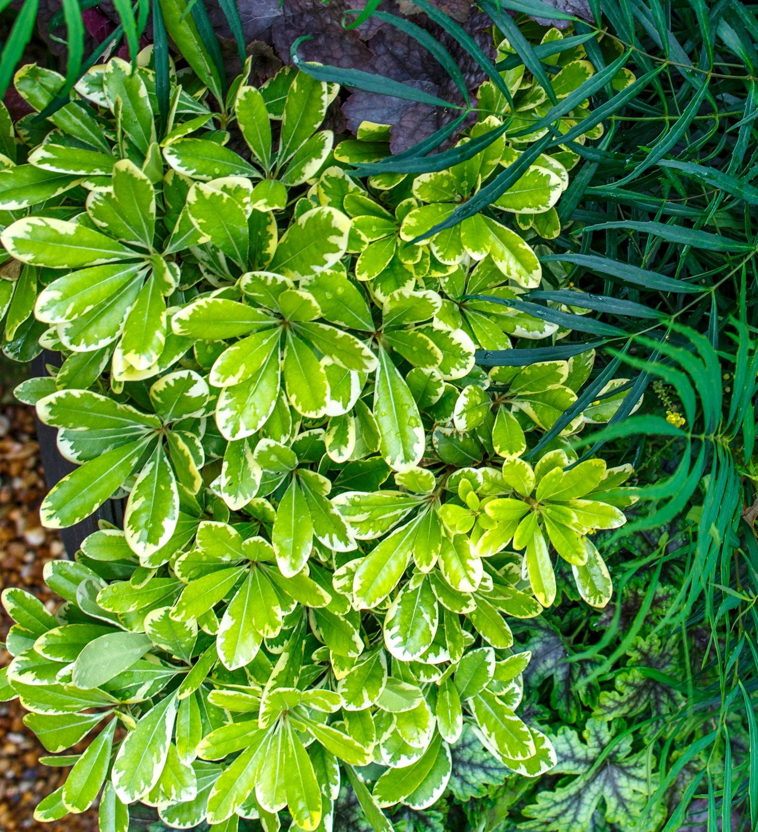 Southern Living Mojo Pittosporum Live Shrub in 1.5-Gallon Grower Pot