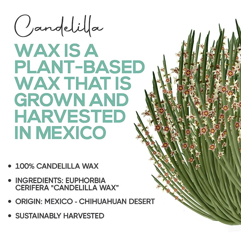 Buy Candelilla Wax - Ingredients Online