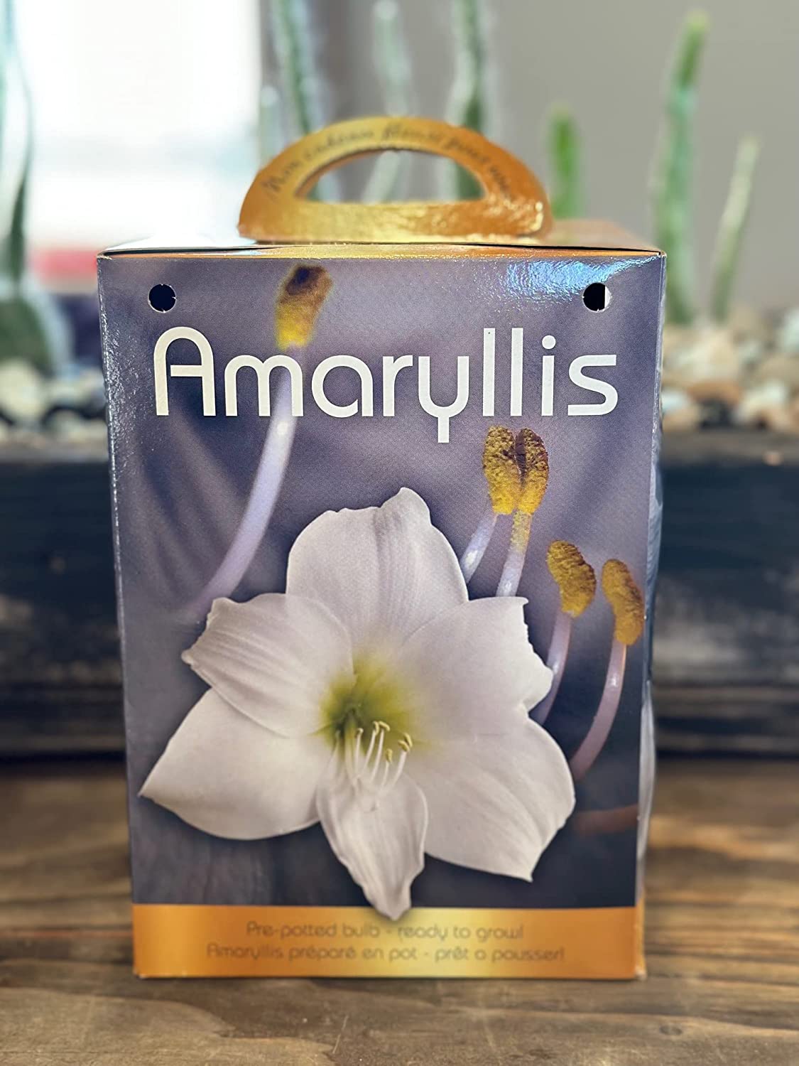 Amaryllis Grow Kit Pre Potted Amaryllis Bulb in Gift Box White Bloom