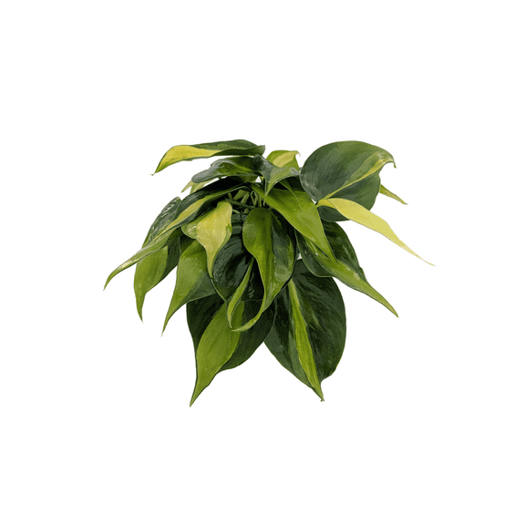 Brazil Philodendron 4" Pot - Easy Houseplant - Low Light