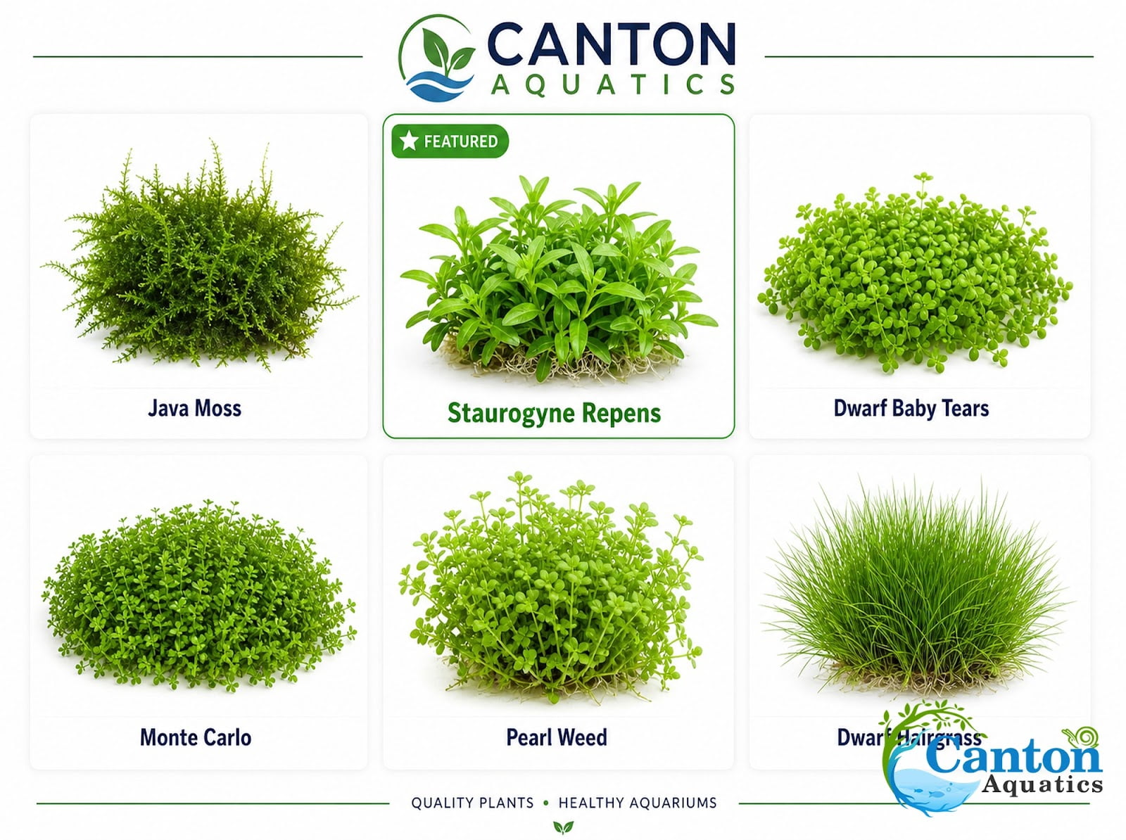 Canton Aquatics Staurogyne Repens Live Aquarium Plant 3 Portions Freshwater
