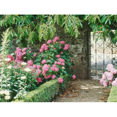 Pathway and Gate Low Clipped Box, Hydrangea Print Wall Art By Jacqui (Best Hydrangea For Containers)