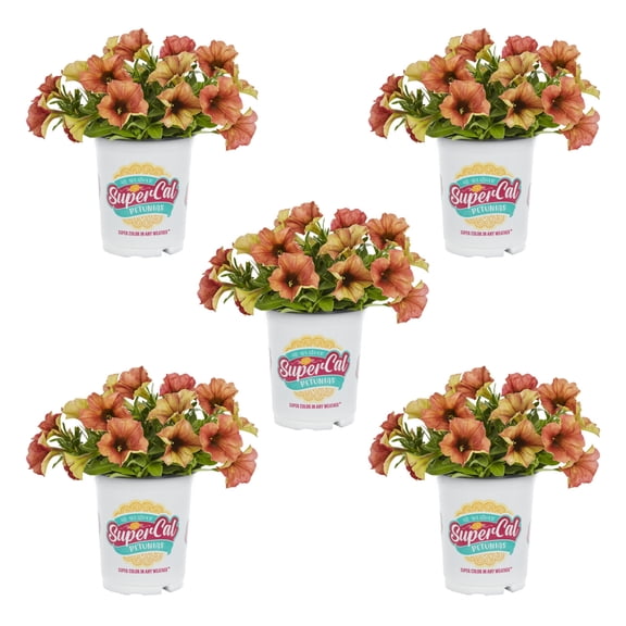 Supercal 1.5PT Orange Petchoa Live Annual Plant Sun 5-Pack