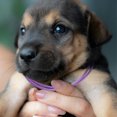 thumbnail image 4 of unbranded 20Ud Ajustables Para Cachorros Y Con Material Y Para Nuevo Nacidos, 4 of 7