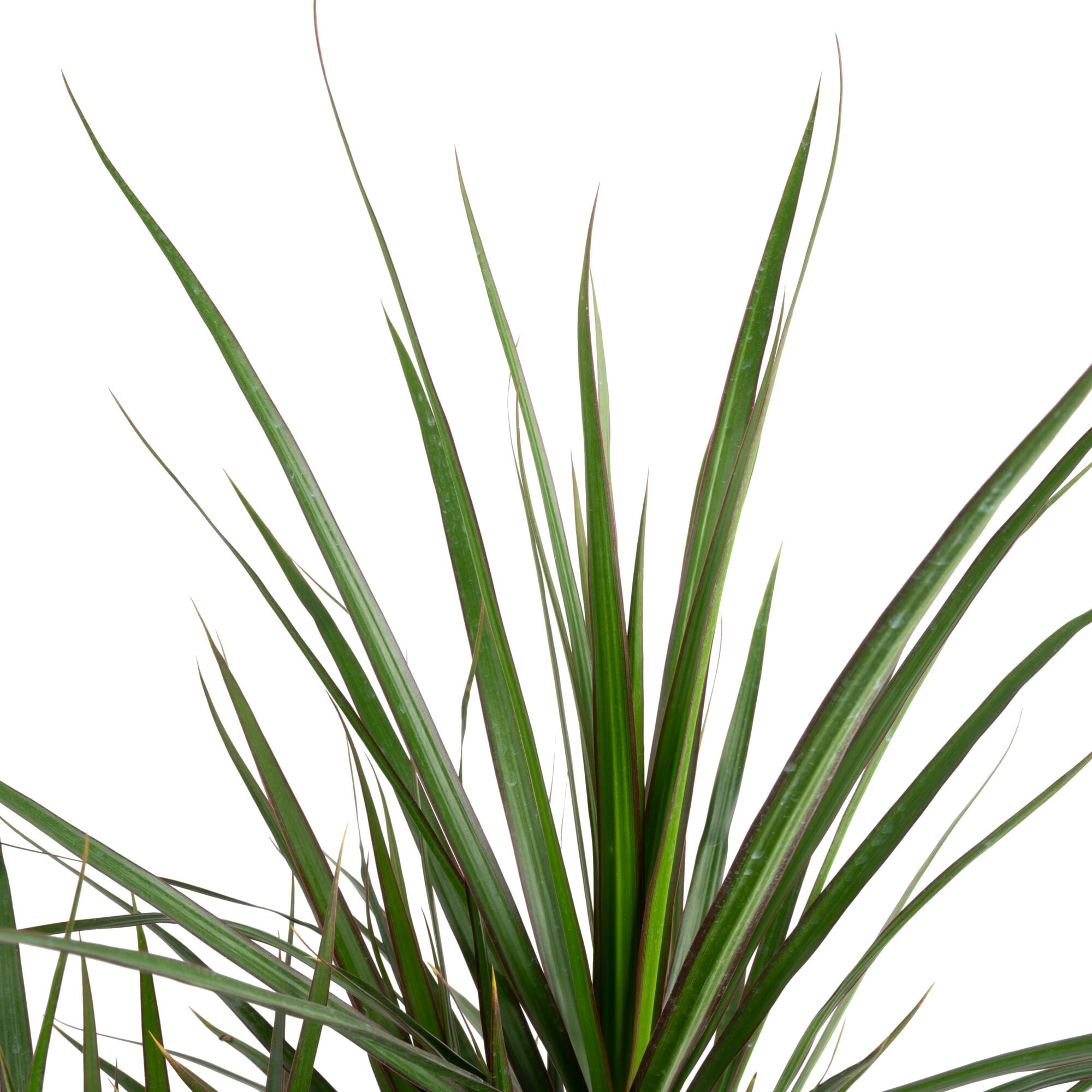 Plants with Benefits by Costa Farms 15" Foliage Assorted House Plant in 10" Grower Pot