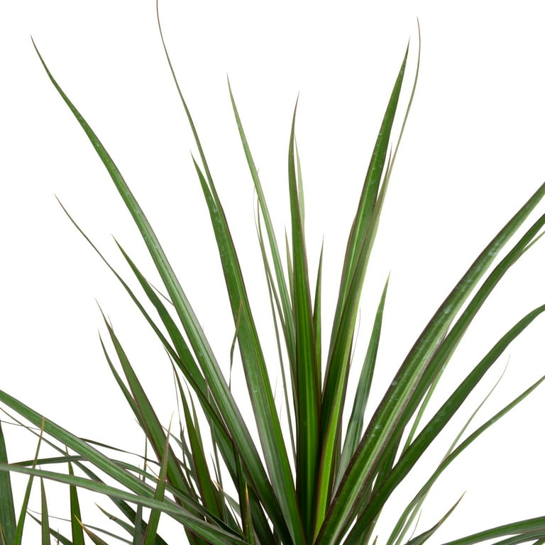 Plants with Benefits 10IN Assorted Foliage - Walmart.com