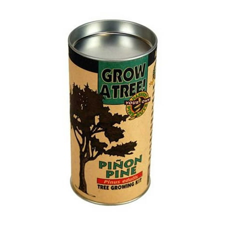 Jonsteen Company Tree Seed Kit: Pinon Pine - Seeds, Instructions, Starter Soil, Grow