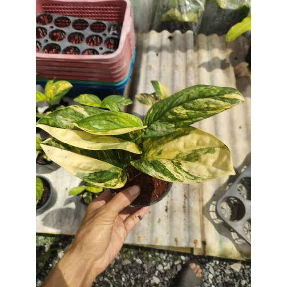 (UG-08)Root in moss 4-5  leaves- Monstera Peru Variegated Rare Plant- Get Similar to the picture