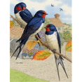 thumbnail image 1 of Taille du Jardin d'Hirondelles Rustiques, 1 of 1