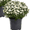 White, variant on Expert Gardener 3QT Yellow Garden Mum Live Plant in Grower Pot, 2-Pack