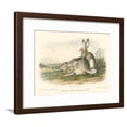 thumbnail image 1 of Rocky Mountain Hare, Animals Framed Art Print Wall Art by John James Audubon Sold by Art.Com, 1 of 5