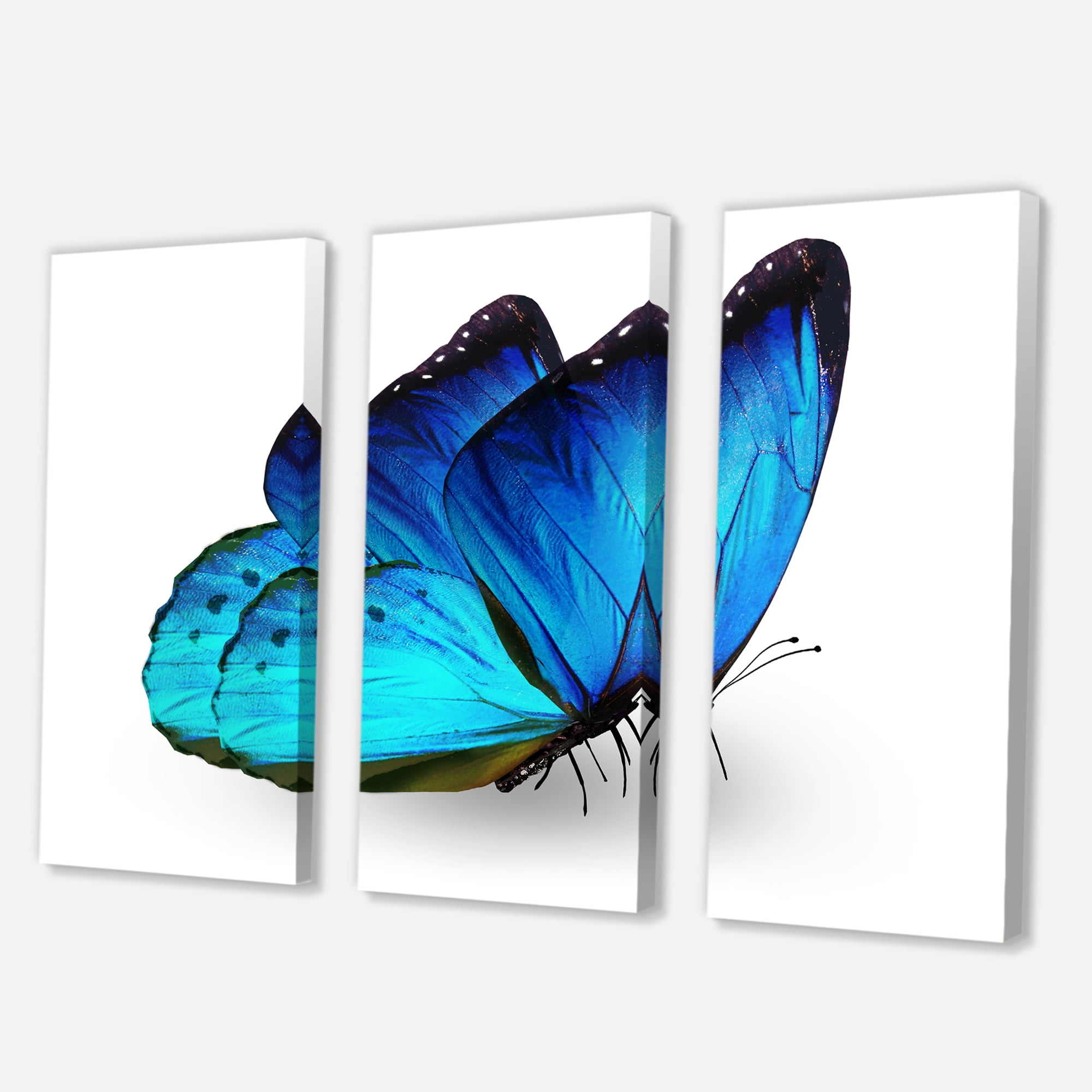 Designart ' Close Up Of Vibrant Blue Butterfly On White ' Modern Canvas Wall Art Print