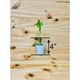 thumbnail image 3 of 4\u201d Live Lucky Bamboo Plant in White Ceramic Vase 10, 3 of 7