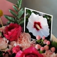 thumbnail image 3 of 3drose, Photograph of a White Rose of Sharon Flower Bloomed in Our Garden., 6 Greeting Cards with Envelopes, 3 of 7
