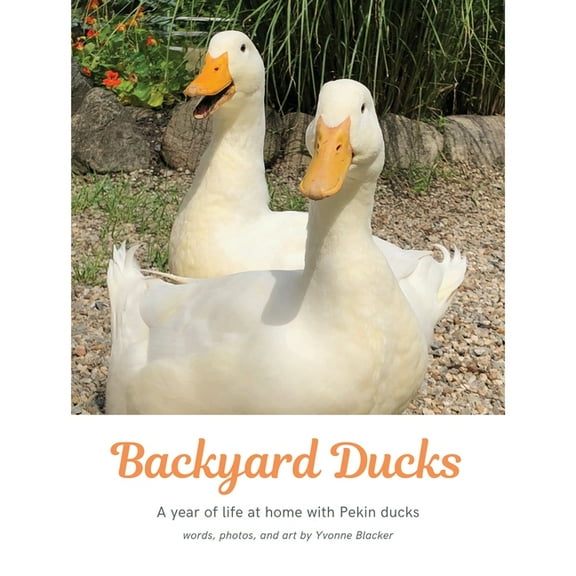Backyard Ducks: A year of life at home with Pekin ducks, (Paperback)