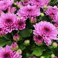 thumbnail image 5 of (2 pack) Expert Gardener 3.0QT Pink Mum Live Plant in Grower Pot, 5 of 9