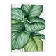 thumbnail image 1 of Cuadro decorativo - Calathea orbifolia, Blanca Aurora 45x60 Canvas Lab Botánica, Ilustraciones, Naturaleza, 1 of 2